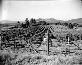 Tzaneen district, 1952. Granadilla orchard.