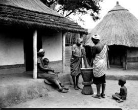 Tzaneen district, 1951. Magoebaskloof, stamping mealies in village.