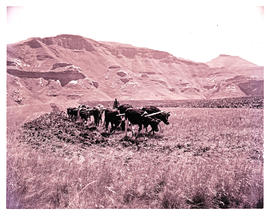 "Bethlehem district, 1960. Ploughing by a span of oxen."