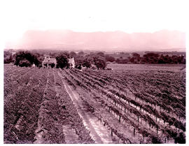 Paarl district, 1964. Vineyards.