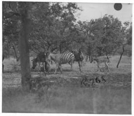 Kruger National Park, 27 March 1947. Zebras.