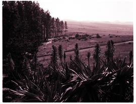 "Graskop district, 1968. Plantation."