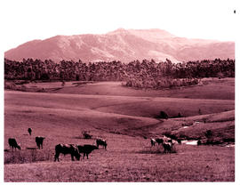 "Graskop district, 1968. Grazing cattle."