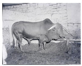 "Kroonstad district, 1946. Pedigree Afrikaner bull."