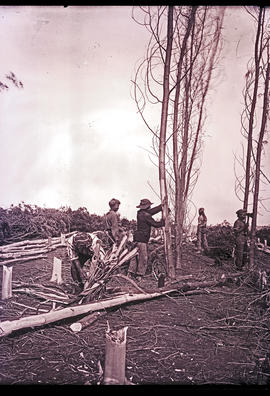 Men felling trees.