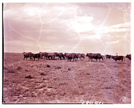 Kroonstad district, 1959. Cattle