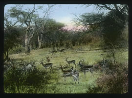 Kruger National Park. Impala.