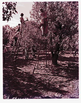 Paarl district, 1950. Picking fruit at Groot Drakenstein.