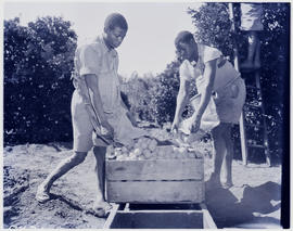 Rustenburg district, 1950. Putting oranges in crate.