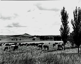 Bethlehem district, 1957. Cattle.