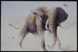 February 1982. Elephant.