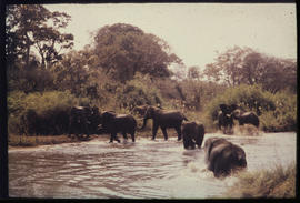 Elephants in river.