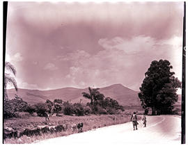 "Nelspruit, 1960. Cattle herders on the road."