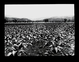 Tobacco field.