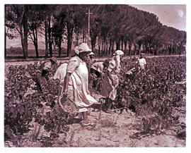 Paarl district, 1950. Grape picking.