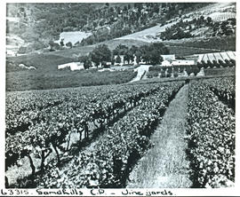 De Doorns district, 1955. Vineyards.