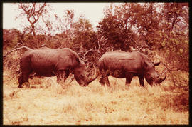Two rhinoceroses in game park.