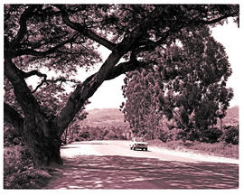 "Nelspruit district, 1973. Large tree next to main road."