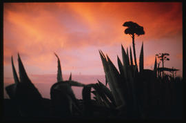 
Aloe plants at dusk.
