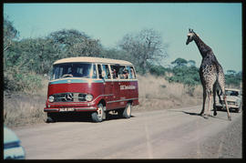 
SAR Mercedes Benz tour bus No MT6925 and giraffe in game park.
