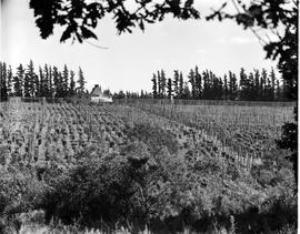 George district, 1952. Hop fields and "Oats" House.