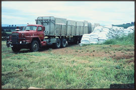 Eastern Tranvaal, February 1976. Off-loading sacks of fertiliser from SAR road truck No MT80062. ...