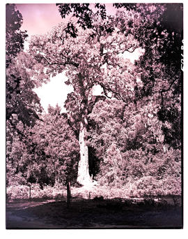 "Knysna district, 1952. The big yellowwood tree."
