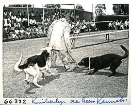 "Kimberley, 1956. De Beer dog training centre."