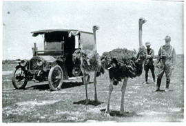 Circa 1915. Ostriches with two troopers and lorry during World War One.