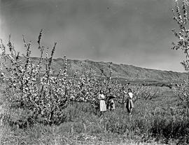 Montagu district, 1947. Fruit orchards.