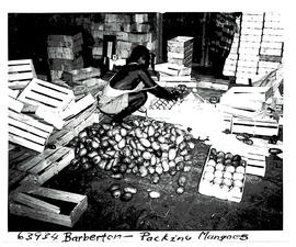 Barberton, 1955. Packing mangoes.