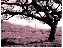 "Nelspruit district, 1968. Large tree with factory in the distance."