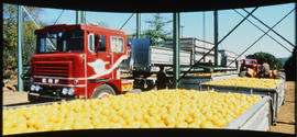 Crates of oranges loaded into SAR ERF truck.