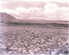 "Hermanus district, 1967. Field with fynbos."