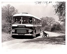 Kruger National Park, 1966. Baboon at SAR Leyland Royal Tiger motor coach No MT16309. See colour ...