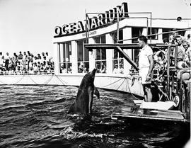 Port Elizabeth, 1968. Dolphin leaping at oceanarium.