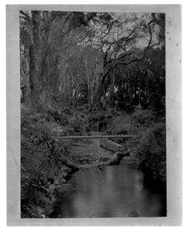 Circa 1902. Construction Durban - Mtubatuba: Pipe across small brook in riverine forest. (Album o...