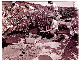 Paarl district, 1946. Picking and packing grapes.