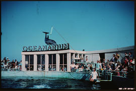 Port Elizabeth, November 1966. Dolphin show at Ocearium. [HT Hutton / S Mathyssen]