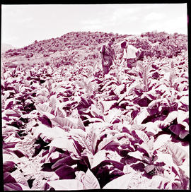 "Nelspruit district, 1962. Tobacco field."