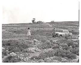 "Namaqualand, 1963. Amidst wildflowers."