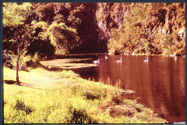 Port Elizabeth. Duck pond in Happy Valley.