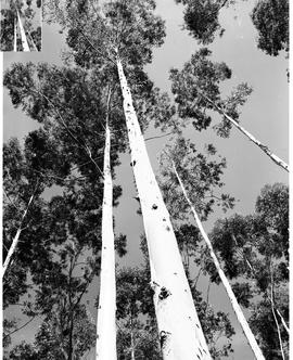 Barberton district, 1954. Eucalyptus trees.