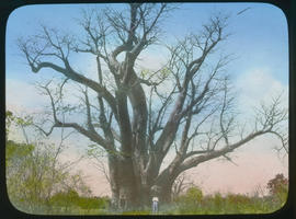 Baobab tree.