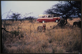 Etosha Game Park, Namibia, 1968. Roaring lion with SAR GUY tour bus in the background.