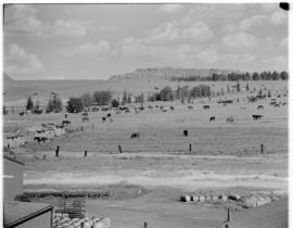 Maseru, Basutoland, 12 March 1947. Field of horses and cattle. Rocky outcrop in background. Barre...