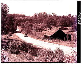 "Knysna district, 1952. Forest road."