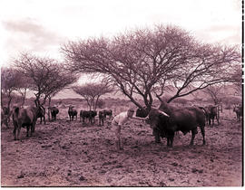 "Louis Trichardt district, 1960. Cattle at Mara research station."