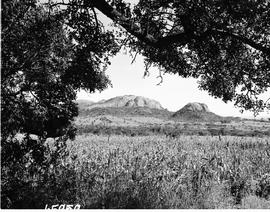 Northern Transvaal, 1957. Sorghum field.