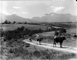 George district, 1952. Cattle in road.